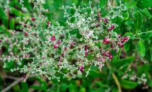 Atriplex 'Berry Saltbush' 15cm Pot features green leafy foliage and small round red and purple berries growing along its pale stems.