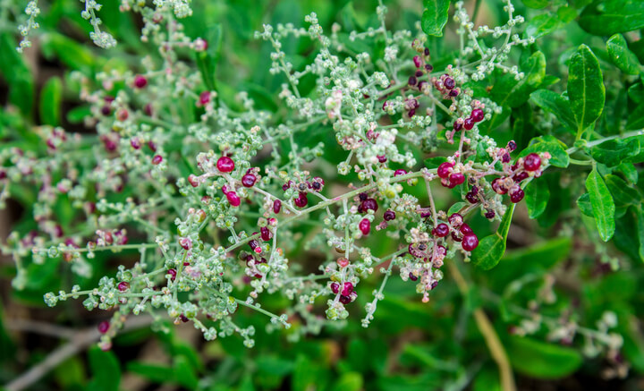 Atriplex 'Berry Saltbush' 15cm Pot features green leafy foliage and small round red and purple berries growing along its pale stems.