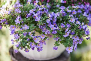 Bacopa 'Blue/Mauve' 6" Pot