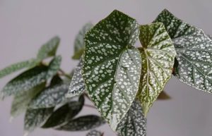 Begonia 'Hot Spot' 7" Pot