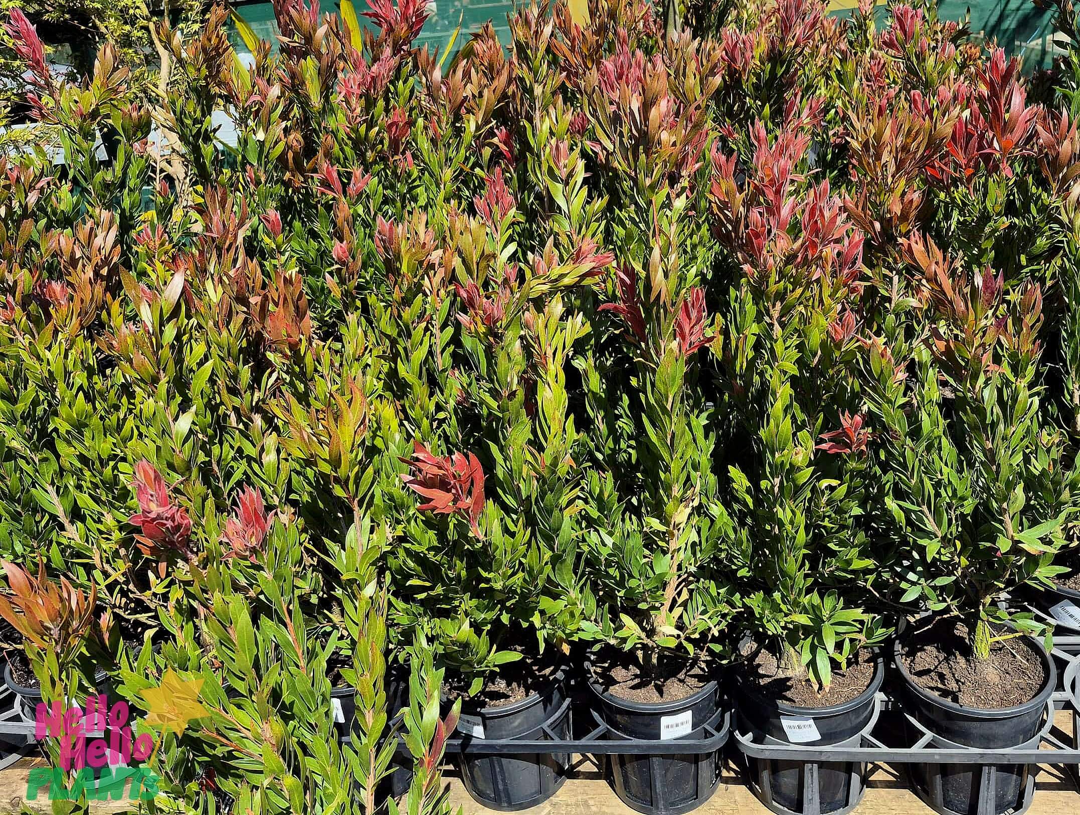 Several Callistemon 'Red Rocket' 20cm pot plants with green leaves and red-tipped new growth are arranged closely together on a metal shelf outdoors during the Growers Flash Sale!.