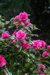 Camellia japonica 'Debbie'