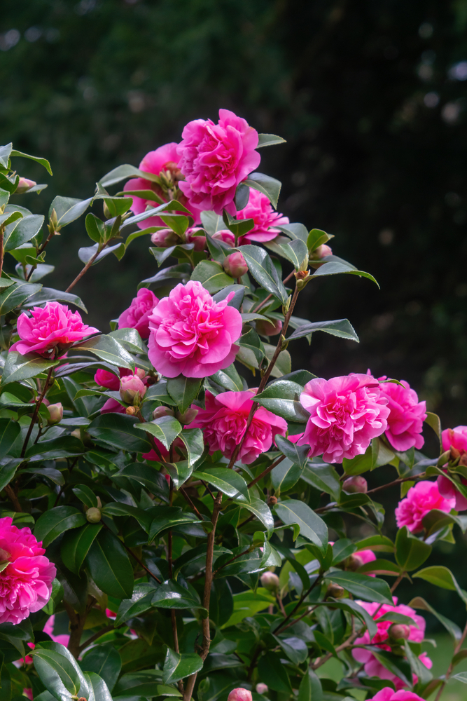 Camellia japonica 'Debbie'