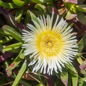 Carpobrotus 'White' Pig Face 6" Pot