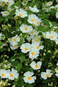 Cistus 'Snow White' 6" Pot