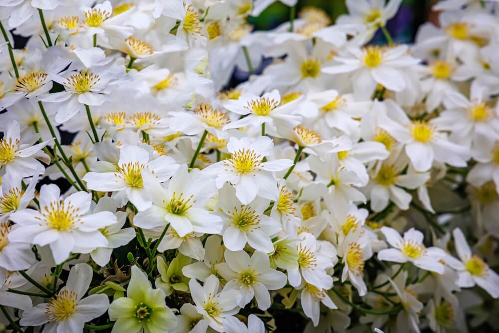 Clematis 'Sweet Hart' 6" Pot