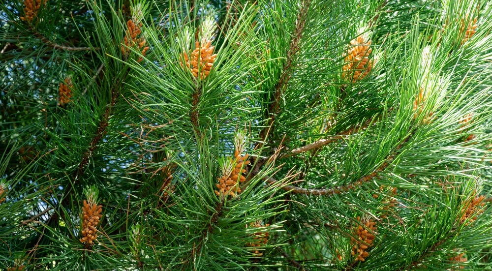 Close-up of Picea 'Stone Pine' in a 15cm pot, featuring long green needles and clusters of immature orange-brown cones. Shop the Growers Flash Sale!.