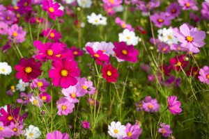 Cosmos 'Sensation Mix' 4" Pot