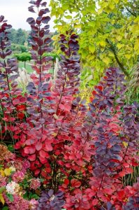 Cotinus 'Velvet Cloak' Smoke Bush