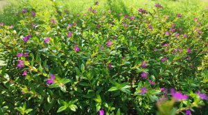 Cuphea 'Purple' 6" Pot