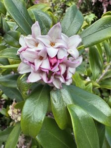 Daphne 'Perfume Princess™'