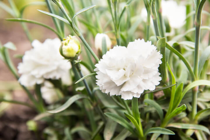 Dianthus 'Fancy White' 6" Pot