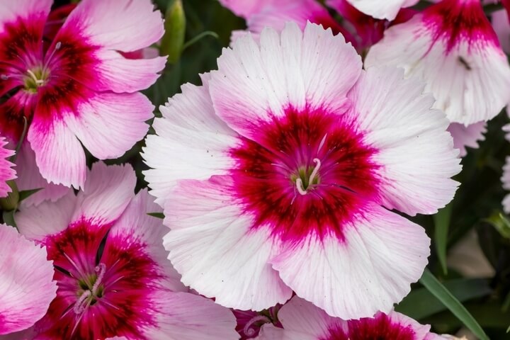 Dianthus Strawberry 4" Pot