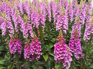 Digitalis 'Panther Pink' Foxgloves 8" Pot