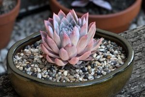 Echeveria 'Violet Queen' Succulent 5" Pot