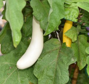 Eggplant 'Gretel' 4" Pot