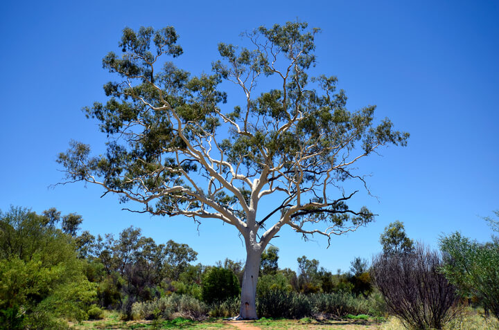 Large Native Tree (10m+)