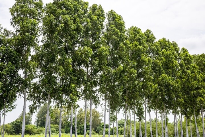 Gums, Eucalyptus & Corymbia