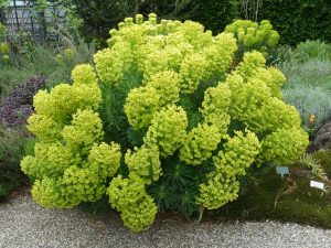 Euphorbia 'Wulfenii'