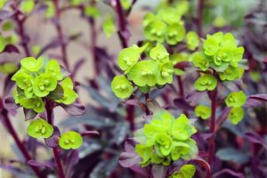 Euphorbia 'Craigieburn' 6" Pot