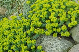 Euphorbia 'Myrtle Spurge' 6" Pot