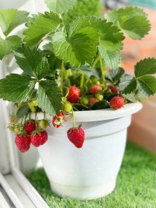 Fragaria 'Tristan' Strawberry 6" Pot