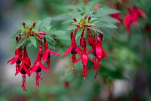 Fuchsia 'Pirouette Red and Purple' 6" Pot