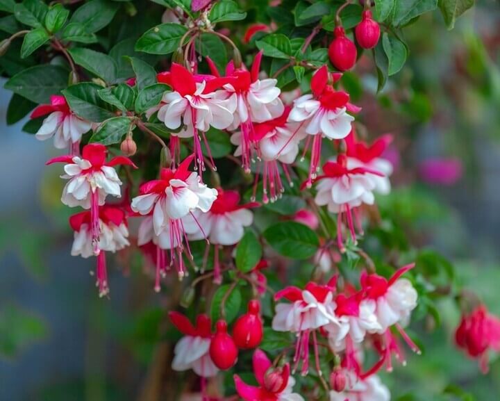 Fuchsia Ballerina® 'Arabesque' 10" (Hanging Basket)