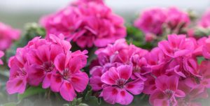 Geranium 'Savannah Pink' PBR 6" Pot