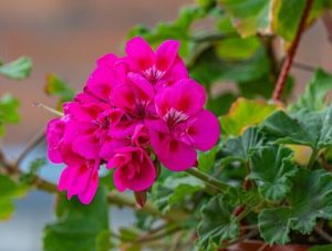 Geranium 'Savannah Tex Mex Merlot Sizzle' PBR 6" Pot