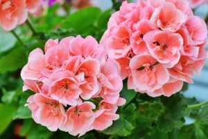 Geranium 'Big Salmon' 10" (Hanging Basket)