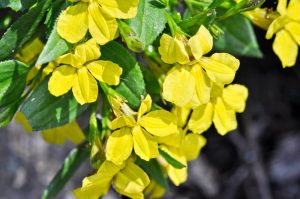 Goodenia 'Goodonya' Hop Bush 6" Pot
