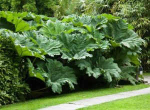 Gunnera 'Giant Rhubarb' 8" Pot