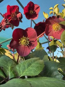 Helleborus 'Ice 'n Roses' Merlot Hellebore 7" Pot