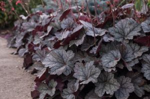 Cluster of Heuchera plants with silvery-green, veined leaves and purple undersides growing beside a concrete path.