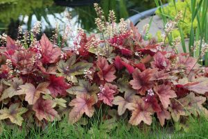 Heucherella 'Copper Cascade' 6" Pot