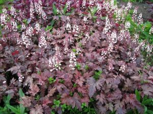 Heucherella 'Plum Cascade' 6" Pot