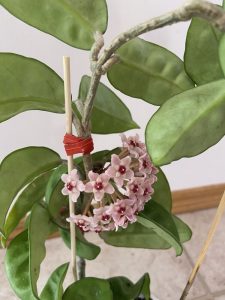 Hoya 'Krinkle' 5" (Hanging Basket)