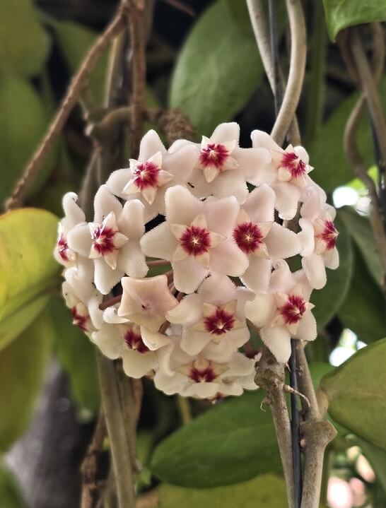 Hoya 'Snowball' 5" Pot