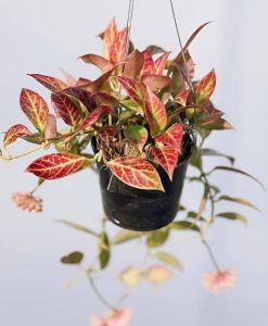 Hoya 'Sunrise' 5" (Hanging Basket)