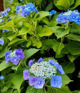 Hydrangea 'Blueberries and Cream' 8" Pot