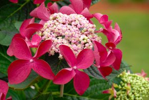 Hydrangea 'Strawberries and Cream' 8" Pot