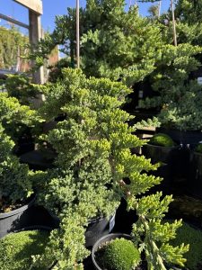Several potted bonsai trees, such as Juniperus pingii 'Prostrata' in 8" staked pots, display dense green foliage as they are arranged outdoors in sunlight.