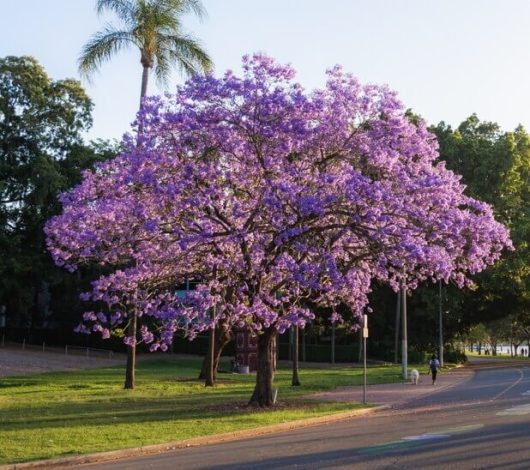 A tree with abundant purple flowers stands by a road in a park, with green foliage and a palm tree in the background.