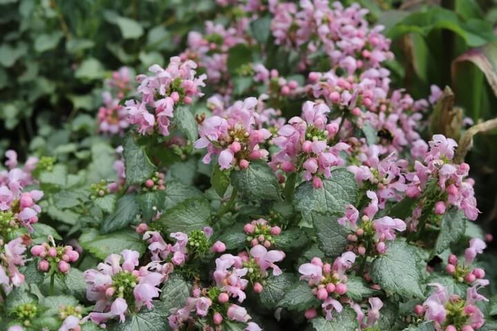 Lamium 'Candy Frost' 6" Pot