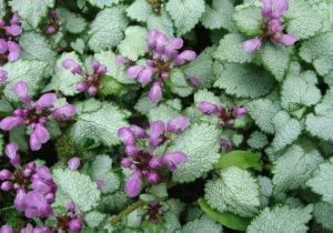 Lamium 'Stormy Frost' 6" Pot