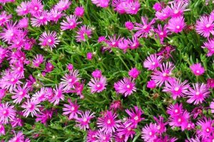 Lampranthus 'Purple' Pig Face 6" Pot