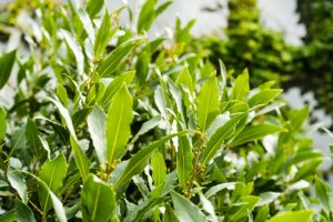 Laurus 'Flavour Master' 8" Pot