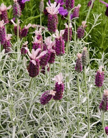 Lavandula 'Viva Pink' Lavender 6" Pot