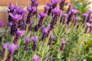 Lavandula 'Lavinnova® Bubbleberry Ruffles' Lavender 6″ Pot